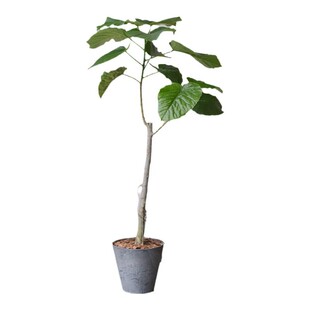 PHYSIS爱心榕棒棒糖形室内外好养盆栽ins北欧风庭院阳台客厅