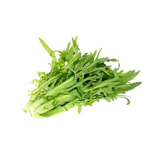 苦麻菜曲麻菜苣荬菜侵麻菜青麻菜 种子东北营养蔬菜种籽