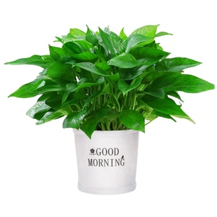 绿萝盆栽室内长藤大叶绿植客厅水培植物特大号办公室净化空气植物