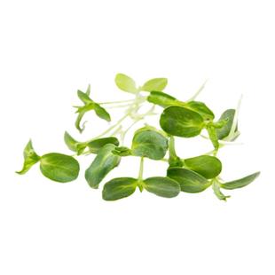 油葵种子 芽苗菜向日葵 水培葵花籽Sunflower Micro Seed微型蔬菜