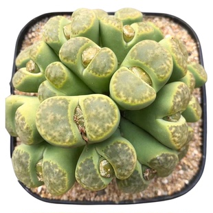 超多头大群生生石花一物一拍手捧花型番杏多肉植物肉出没园艺