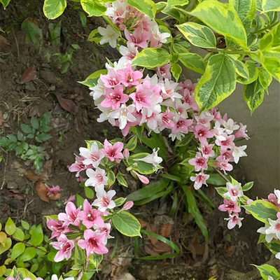 五彩花叶锦带金叶红王子锦带花苗盆栽多年生木本观叶花卉灌木大苗