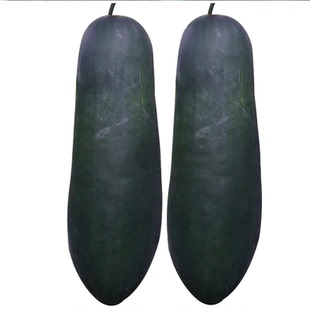 黑袍霸王皮冬瓜种子大型瓜果东瓜秧苗四季播庭院大田冬瓜苗菜籽孑