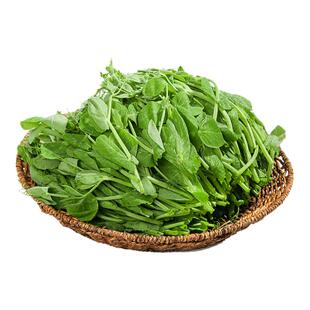 新鲜现摘豌豆尖4斤当季新鲜蔬菜农家自种嫩豌豆苗露天种植龙须菜