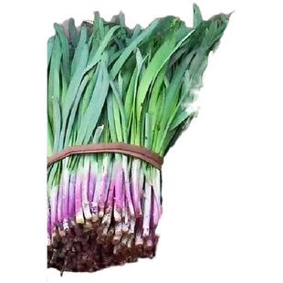 719雪韭王抗病速长香白根不休眠宽韭菜蔬菜种子菜园四季种韭菜籽