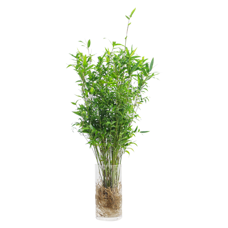 水培米竹植物室内盆栽小型凤尾竹盆景桌面绿植好养花卉观赏竹子
