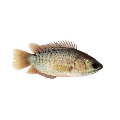 过山鲫攀鲈鱼溪流鱼会走路巴毛