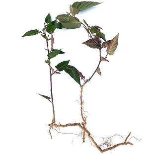 当年结果空心泡草本覆盆子树苗野草莓地莓苗南方盆地栽果苗蓬累苗