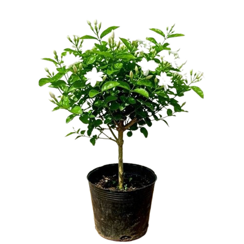 单瓣笔尖茉莉花浓香型独杆