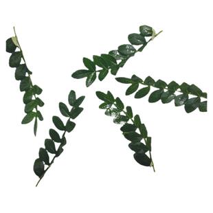 新鲜胡椒木清香木叶子蛋糕装饰烘焙西餐甜品点缀装饰花草叶子摆盘