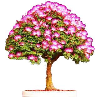 合欢树苗小盆景素材庭院阳台观花植物桌面盆栽合欢花小树桩耐寒花