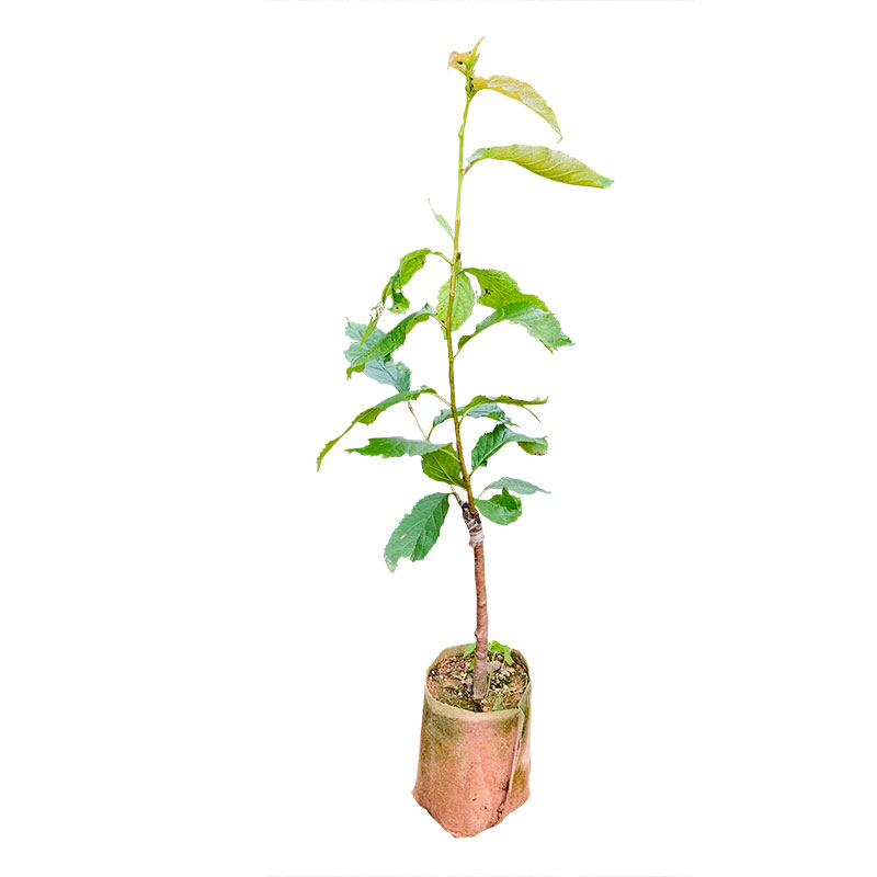 樱桃苗 车厘子树苗 红妃 黑珍珠樱桃树苗 盆栽南北方种植当年结果