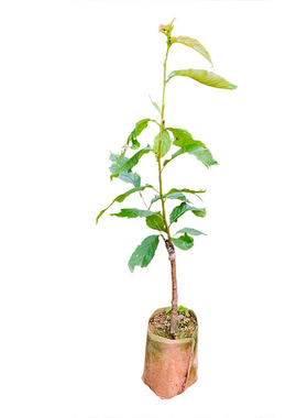 樱桃苗 车厘子树苗 红妃 黑珍珠樱桃树苗 盆栽南北方种植当年结果