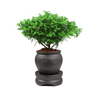 清香木盆栽防驱蚊草胡椒木绿植物四季好养室内花卉九里香树苗盆景