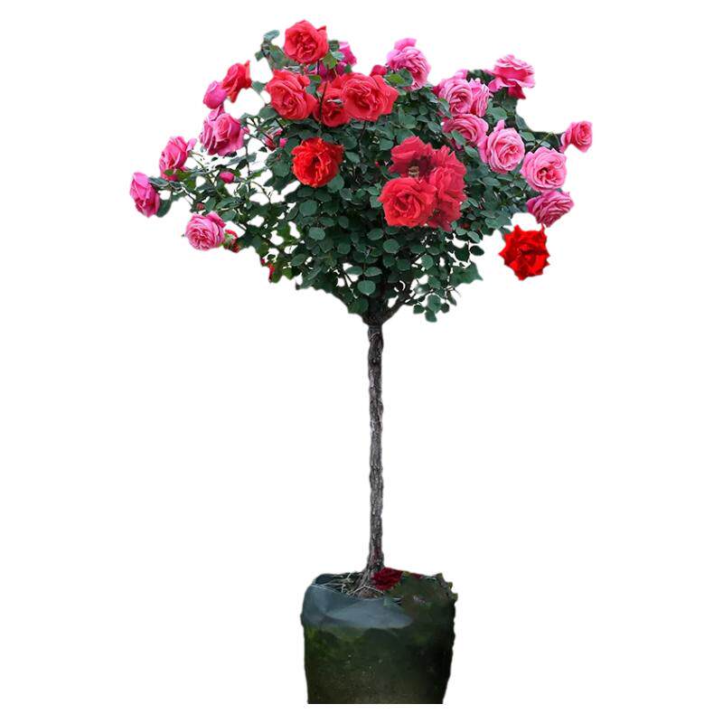 树桩月季花苗带花植物玫瑰大花浓