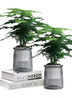 【两盆9.9元】文竹盆栽植物四季常青室内花卉办公桌植物文松云竹