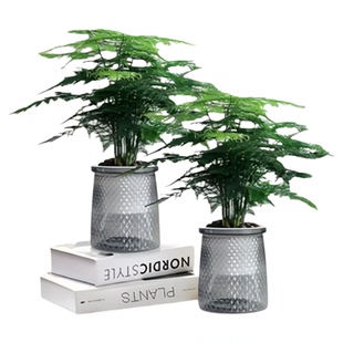 【两盆9.9元】文竹盆栽植物四季常青室内花卉办公桌植物文松云竹