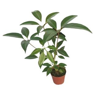 细叶日本大叶伞保罗大株室内盆栽绿植净化空气北欧风小苗四季常青