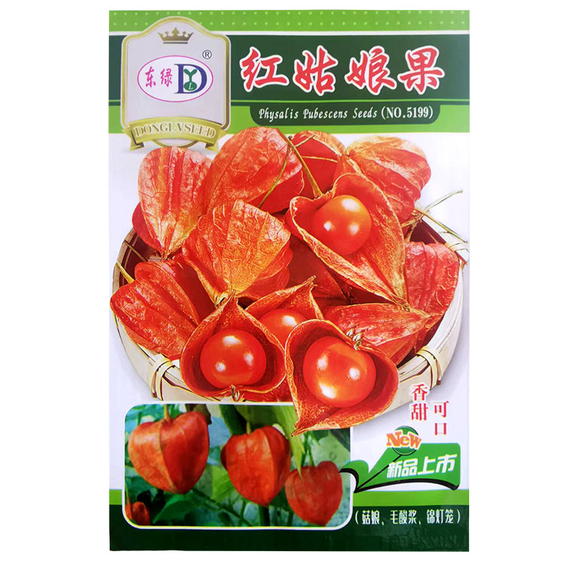红姑娘果洋姑娘种子春夏秋四季水果种子甜菇娘浆果红灯笼种子盆栽