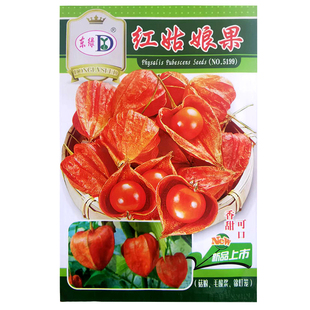 红姑娘果洋姑娘种子春夏秋四季水果种子甜菇娘浆果红灯笼种子盆栽