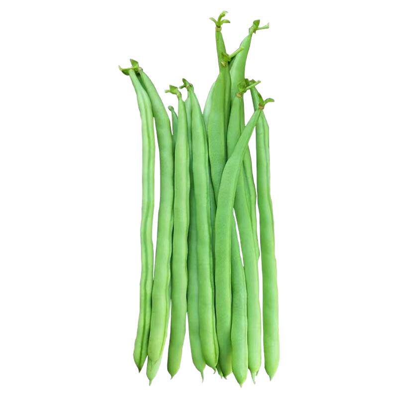 有架爬藤无筋春季高产农家豆苗秧