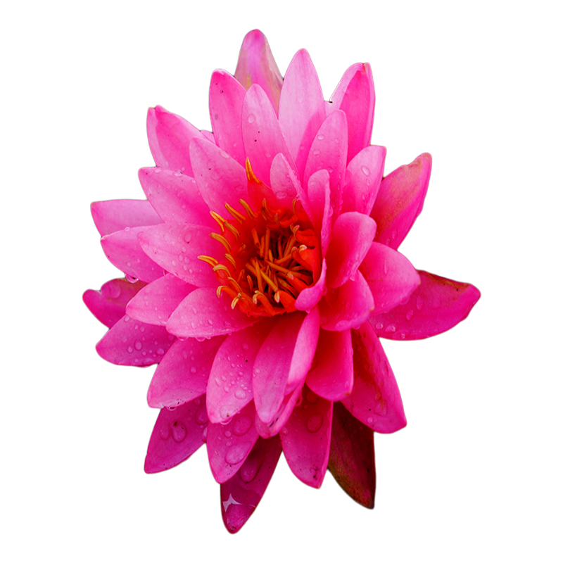 马丽精品玫红色耐寒睡莲发货带花苞包活