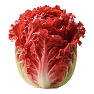 火凤凰大白菜种籽四季红白菜种子阳台盆栽种植奶油黄心菜种孑大全