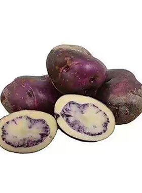 紫皮七彩土豆生态云南彩心包顺丰