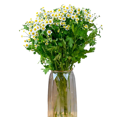 洋甘菊室内水培鲜花云南直发花