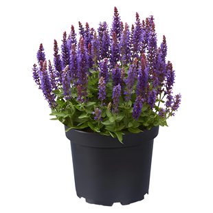 鼠尾草花苗盆栽庭院花卉林荫萨利芳鼠尾草耐寒耐热穗花婆婆纳植物