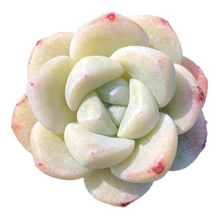 包邮 冰玉 奶油色多肉植物 单多头群生老桩迷你小萌物玉蝴蝶花卉