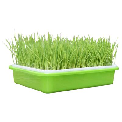 小麦种子猫草种孑麦芽糖大麦黑麦