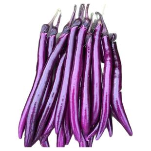 嫁接茄子苗杭茄带土特大号老品种山东寿光本地高产架接红紫大苗秧