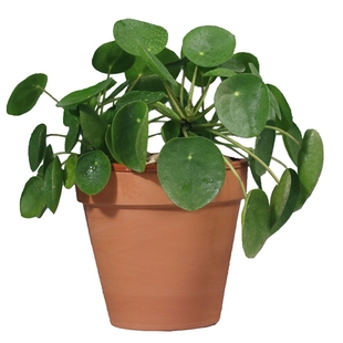 镜面草ins网红植物北欧风耐阴室内桌面懒人盆栽观叶盆景绿植翠屏