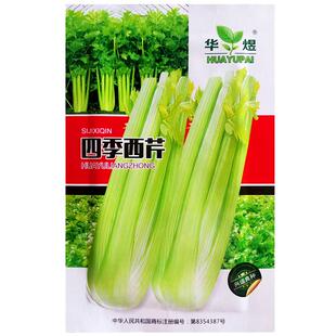 大肉西芹种子肉厚脆爽春秋四季播阳台庭院农家作物蔬菜芹菜种籽孑