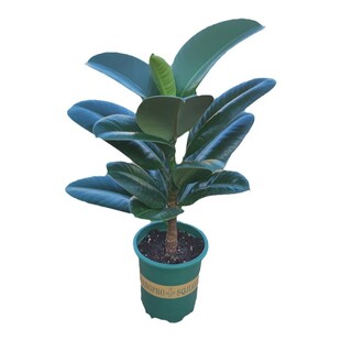 绿金刚橡皮树老桩盆栽绿植花卉植物室内阳台好养易活净化空气室外