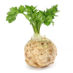 超耐寒地中海根芹苗秧四季香芹西芹种子籽带土球阳台盆栽庭院易种