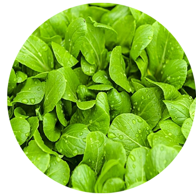 四季鸡毛菜菜籽种上海青菜种籽子