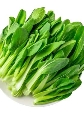 上海崇明鸡毛菜小青菜柔嫩清甜