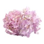 粉绣球花 新鲜花卉 摆盘花草 西餐酒店私房菜创意菜品搭配装饰