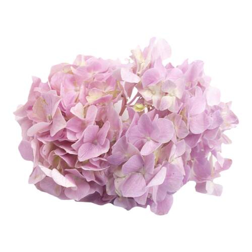 粉绣球花 新鲜花卉 摆盘花草 西餐酒店私房菜创意菜品搭配装饰