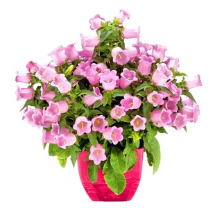 风铃草花种子四季播种开花垂吊重瓣草花种籽盆栽苗室外庭院花种孑