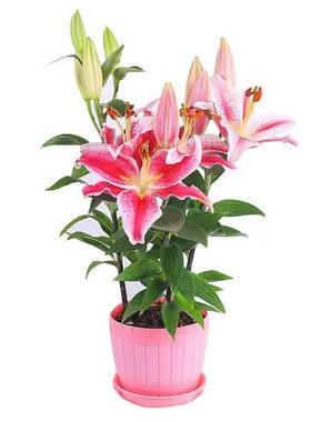 多头香水百合花百合种球带芽 四季盆栽室内室外庭院耐寒绿植花卉