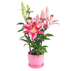 多头香水百合花百合种球带芽 四季盆栽室内室外庭院耐寒绿植花卉