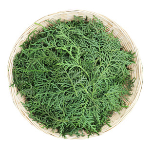 中药材侧柏叶新鲜官方 侧柏叶何首乌中药材洗头包洗发粉洗头粉