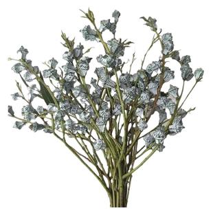 尤加利叶果桉树果钻石果自带清香可驱虫干花永生花云南基地直发