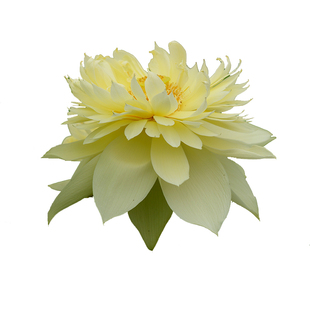 【秣陵秋色】碗莲乌托邦 中大型 盆栽池栽庭院水生观赏荷花种藕苗