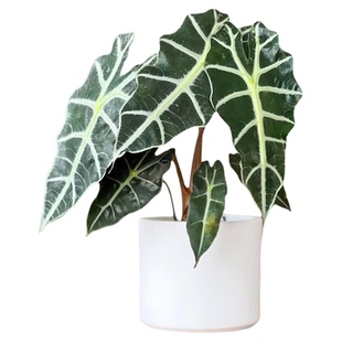 鲸鹿花园 大仙女海芋Alocasia Polly非洲面具北欧INS风观叶热植