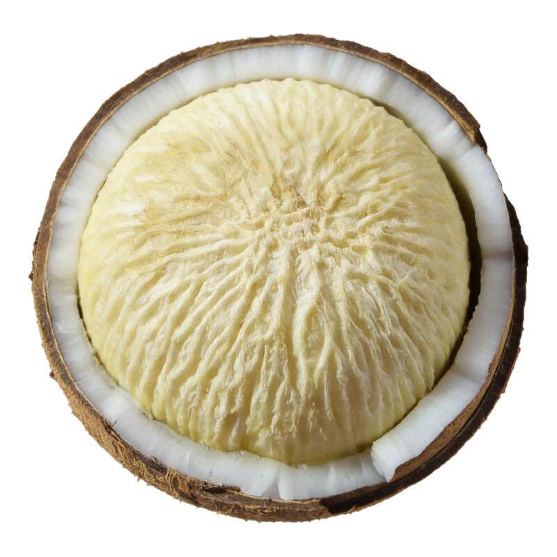 【15年老店】海南椰宝发芽老椰子