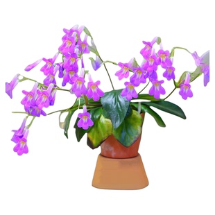 花园鳗 报春苣苔皮草蓝色心情雪天使多年生耐阴室内开花植物好养